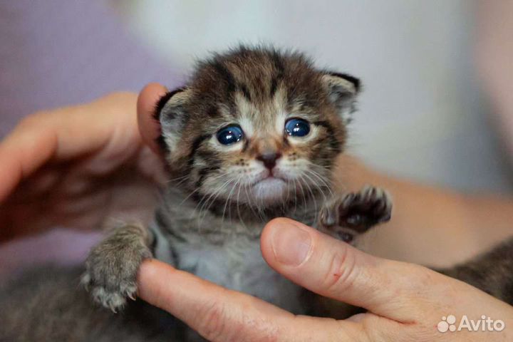 Открываем бронь на котят