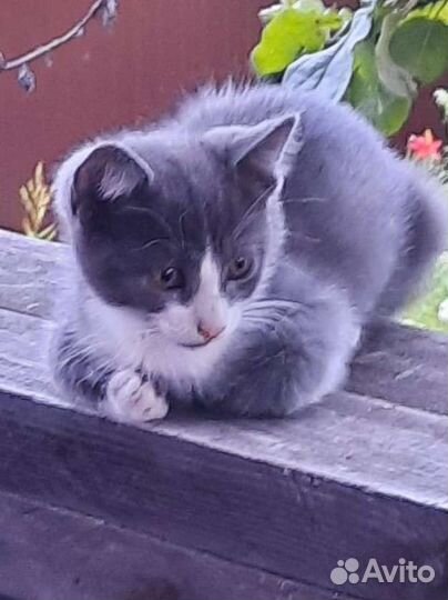 Котёнок (мальчик) ищет дом