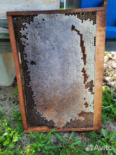 Медовые рамки и сушь