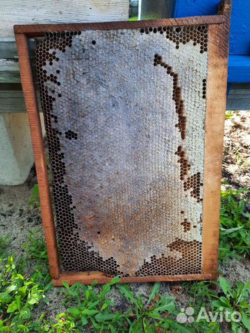 Медовые рамки и сушь