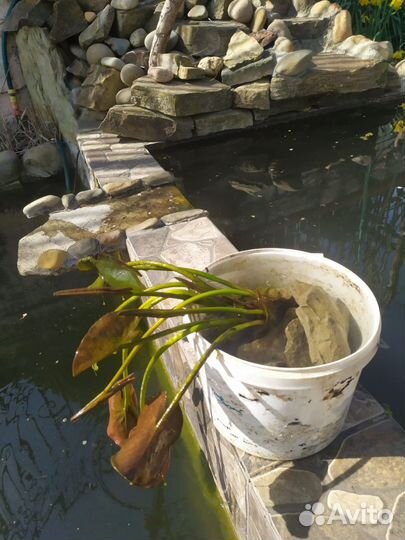 Кувшинки для пруда