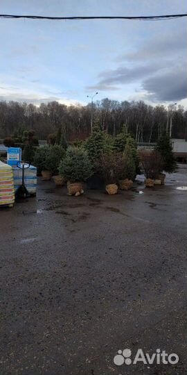 Ель Глаука зелёная, Ель Мисти Блю