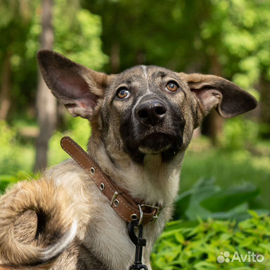 Щенок девочка из приюта