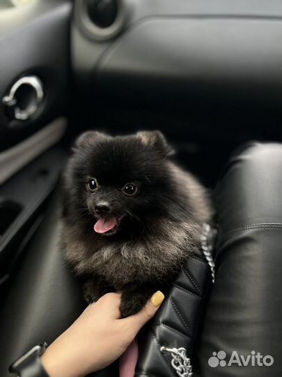 Померанский шпиц вязка