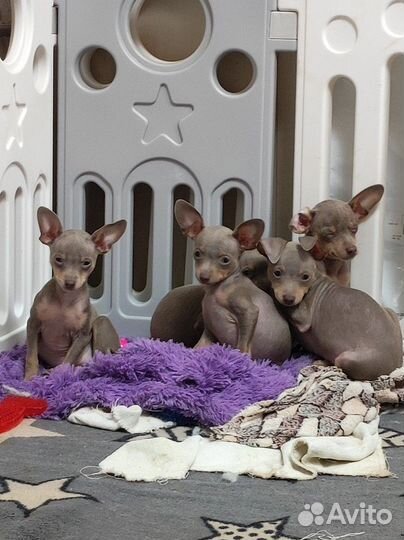 Той терьер щенята