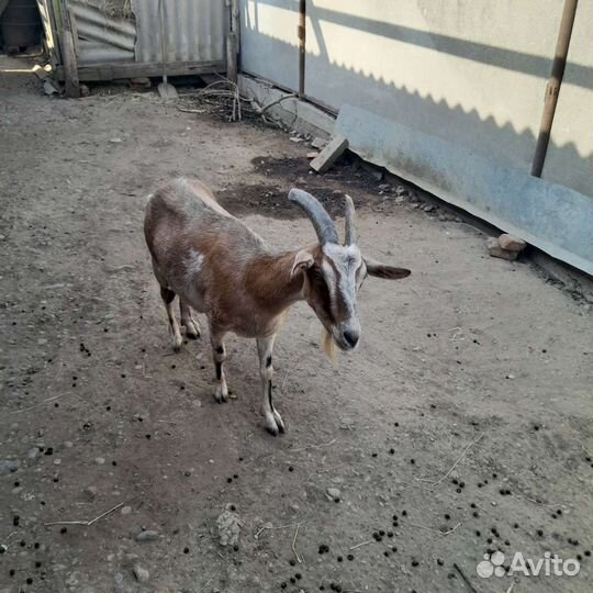 Козы дойные