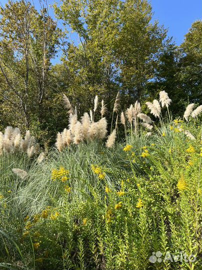 Саженцы декоративных растений Юга(кортадерия)