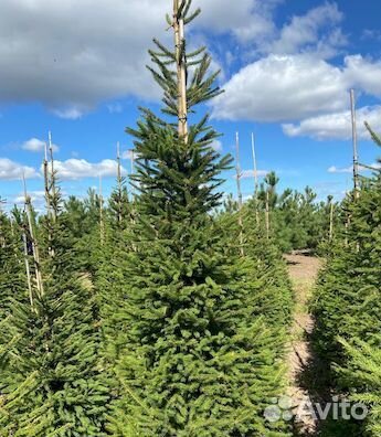 Ель с комом