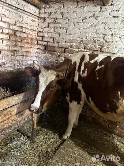 Телки стельные