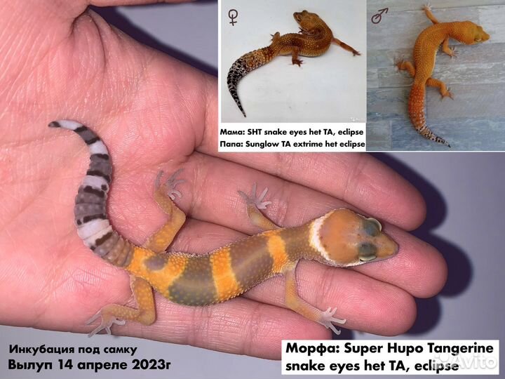 Геккон эублефар малыши