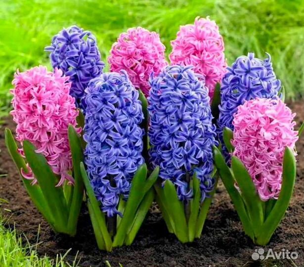 Геоцинты махровые