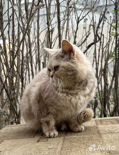 Британская короткошерстная кошка