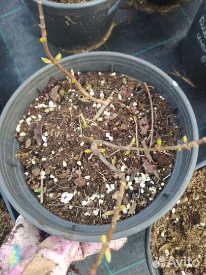 Гортензия метельчатая