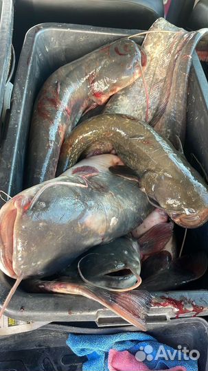 Свежая рыба в Новороссийске