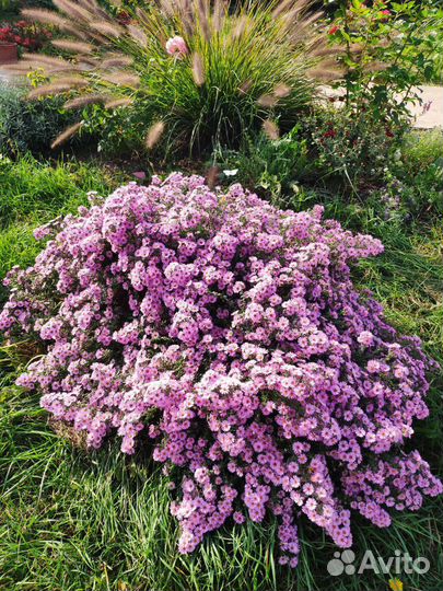 Многолетники. Декоративные растения