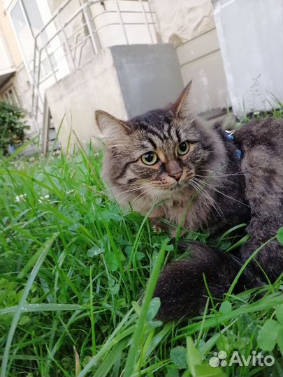 Передержка животных