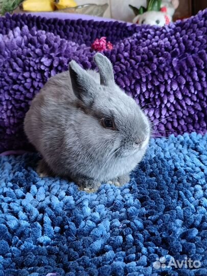 Нидерландский карлик