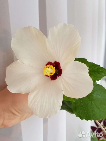 Гибискус белый сортовой Cairo White