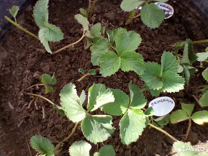 Рассада элитных сортов клубники (более 70 сортов)