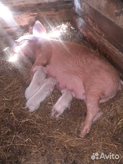 Поросята