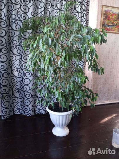 Фикус бенджамина большой