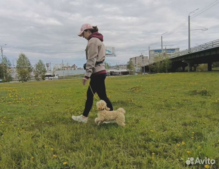 Дрессировка и воспитание собак