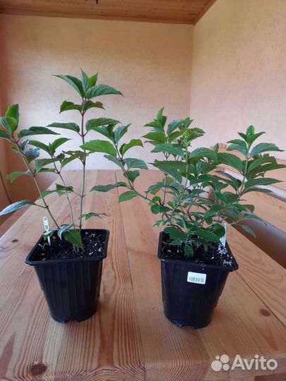 Гортензии метельчатые 2- х летки