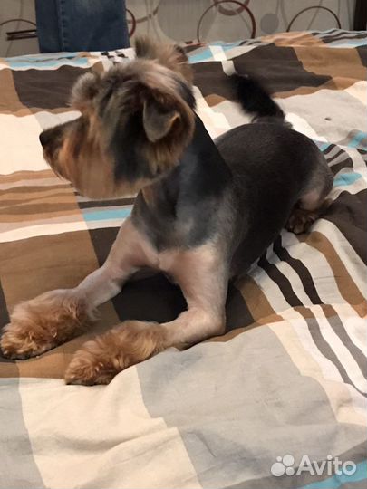 Вязка собаки