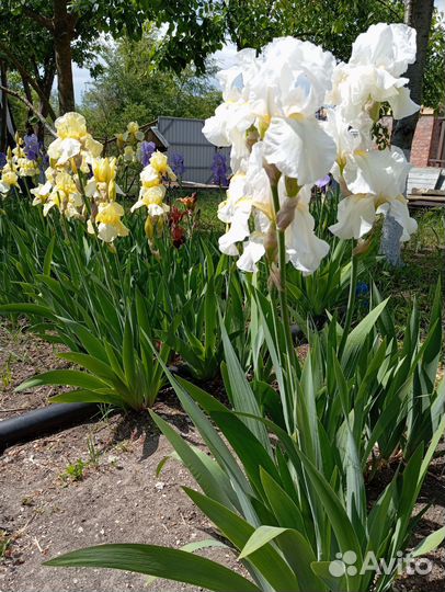 Ирисы