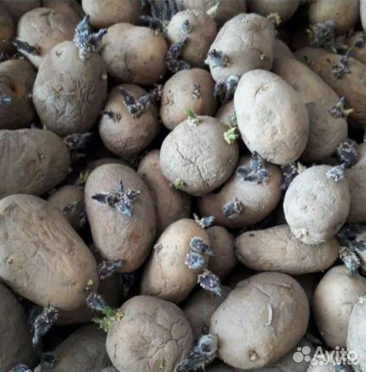 Семенной картофель