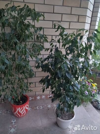Фикус бенджамина