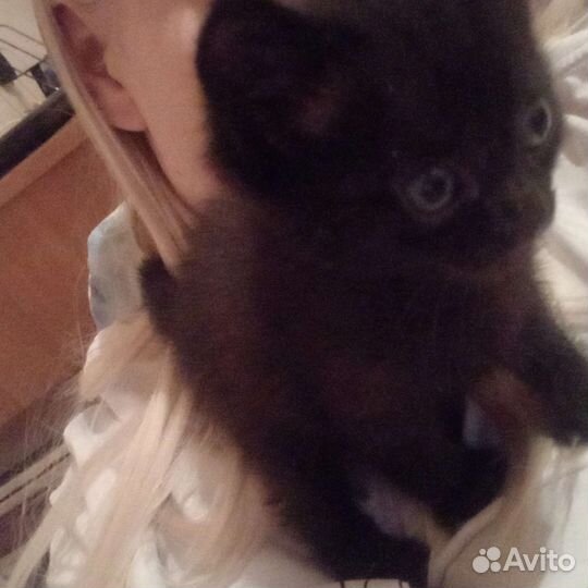 Черный котенок