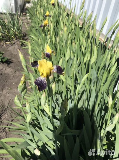 Ирисы луковицы