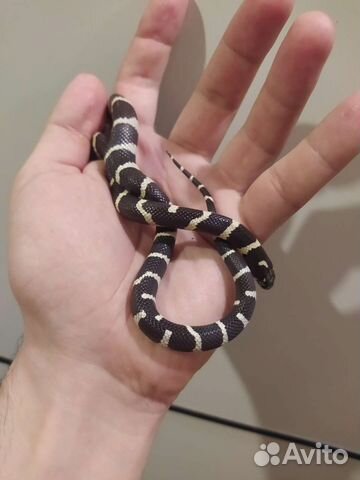 Королевская змея