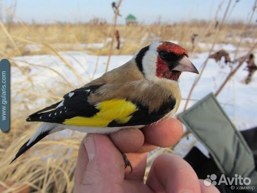 Певчие птички