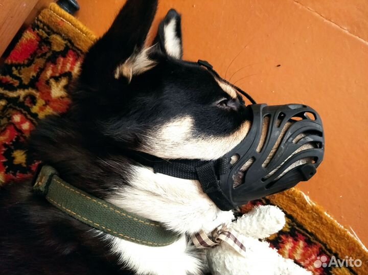 Намордник для собак силиконовый