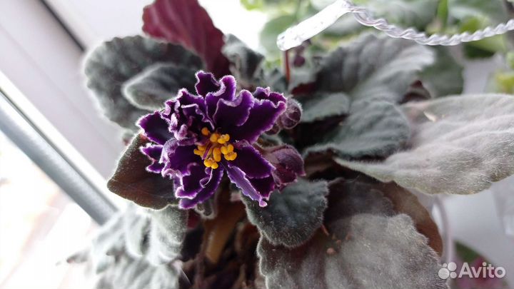Фиалки продажа. Глоксинии