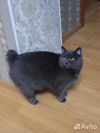 Ищу любимые,заботливые ручки Британка,бобтейл