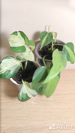 Филодендрон,эпипремнумы,бегонии