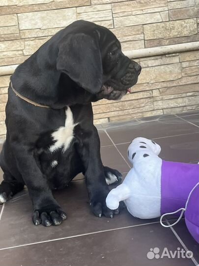 Черная сука Кане корсо