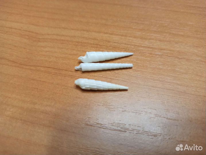 Морская раковина