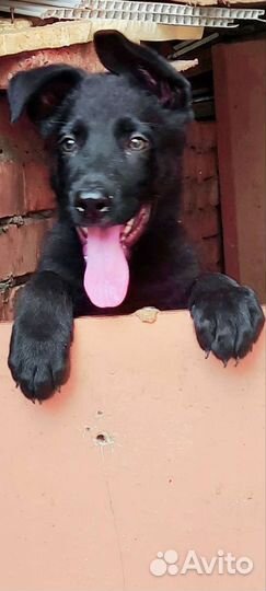 Щенки немецкой овчарки