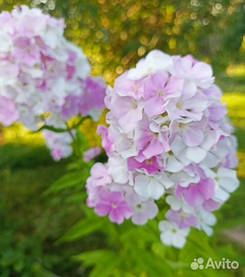 Многолетние красивые цветы (флоксы, астильбы)