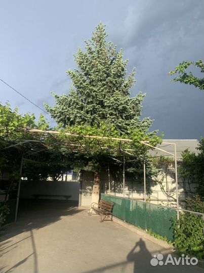 Ель голубая