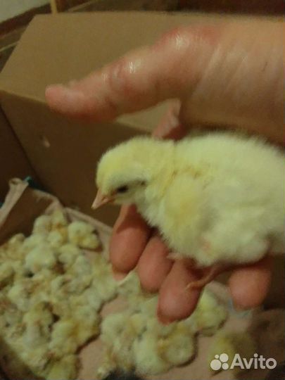 Цыплята бройлеры кобб 500/ мясо бройлера