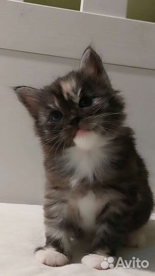 Необычная красавица. Курильский бобтейл