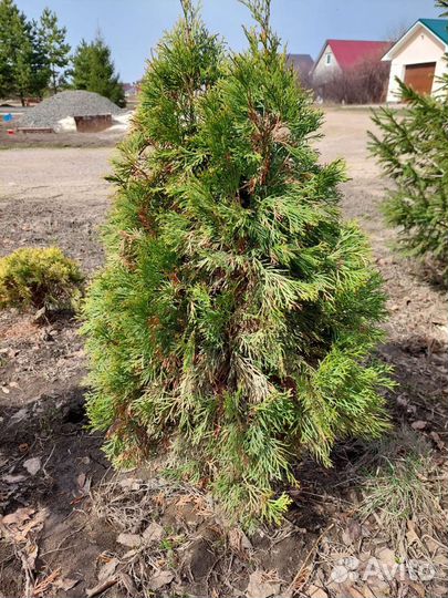 Туя смарагд саженцы