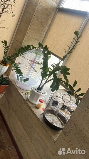 Зебровые амадины