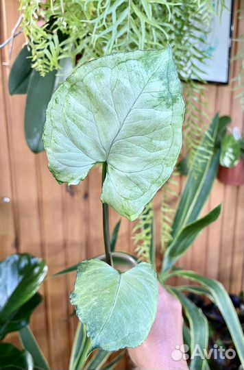 Сингониумы