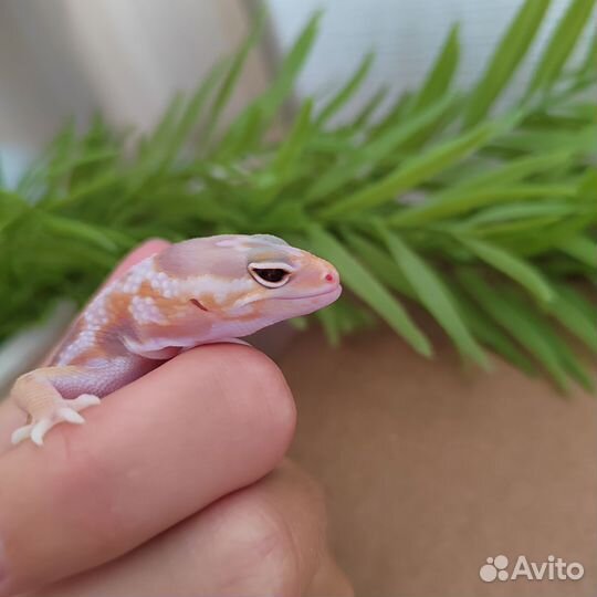 Гемитекониксы самцы